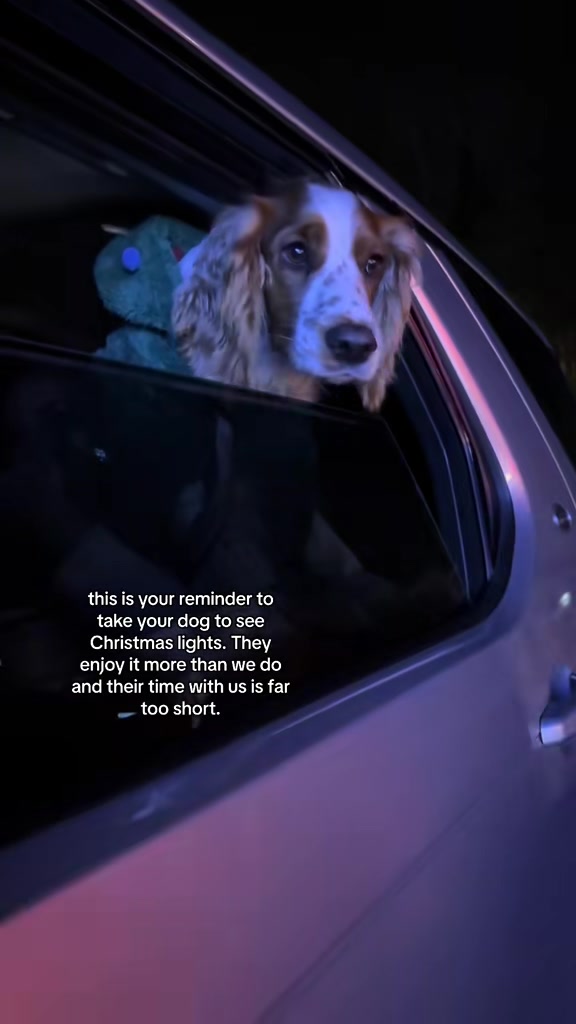 @nellie.the.welshie 🐾