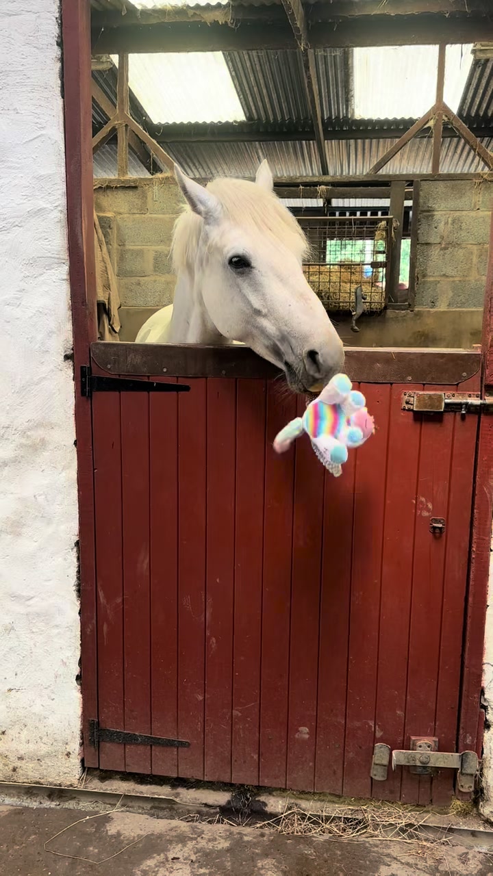 @amelia_showjumping2