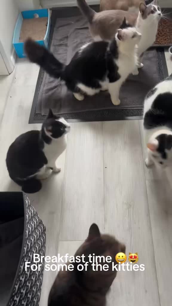@catlady19570