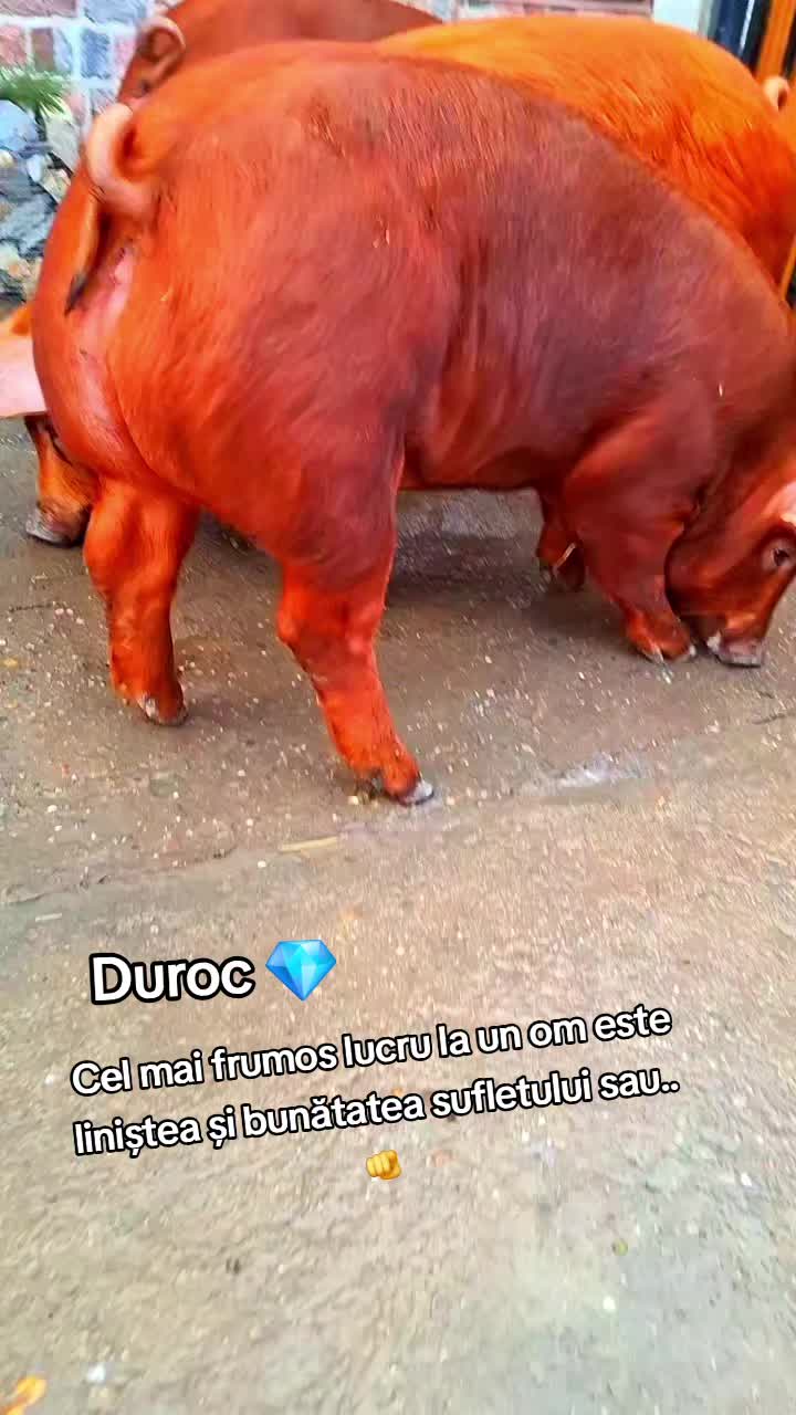 @💎🇷🇴Săndel Olteanul 🇷🇴💎