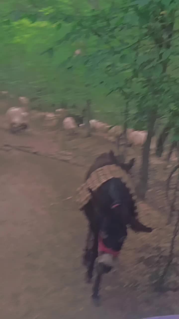 @costy_Turbăceanu