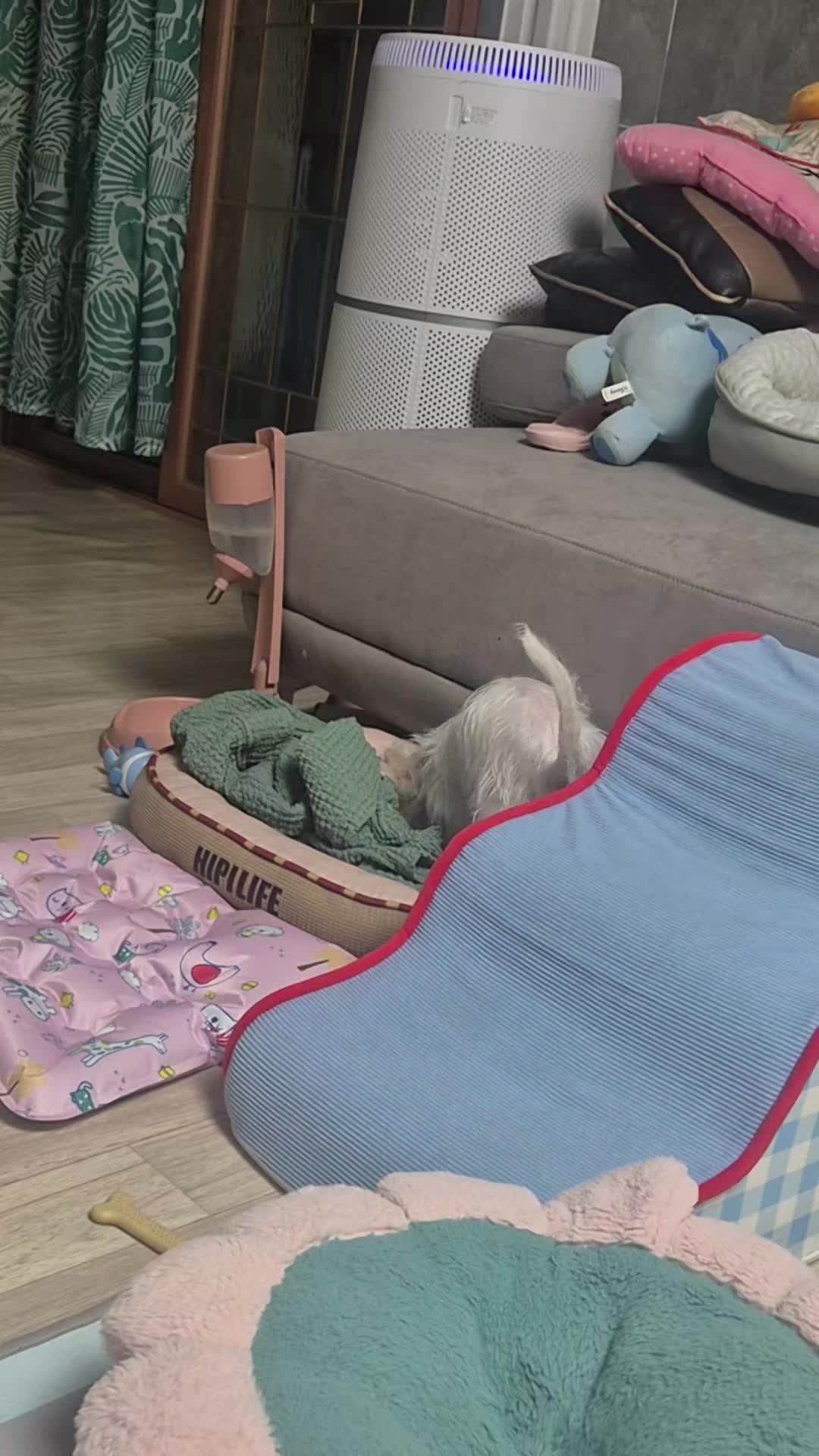 @물복숭아