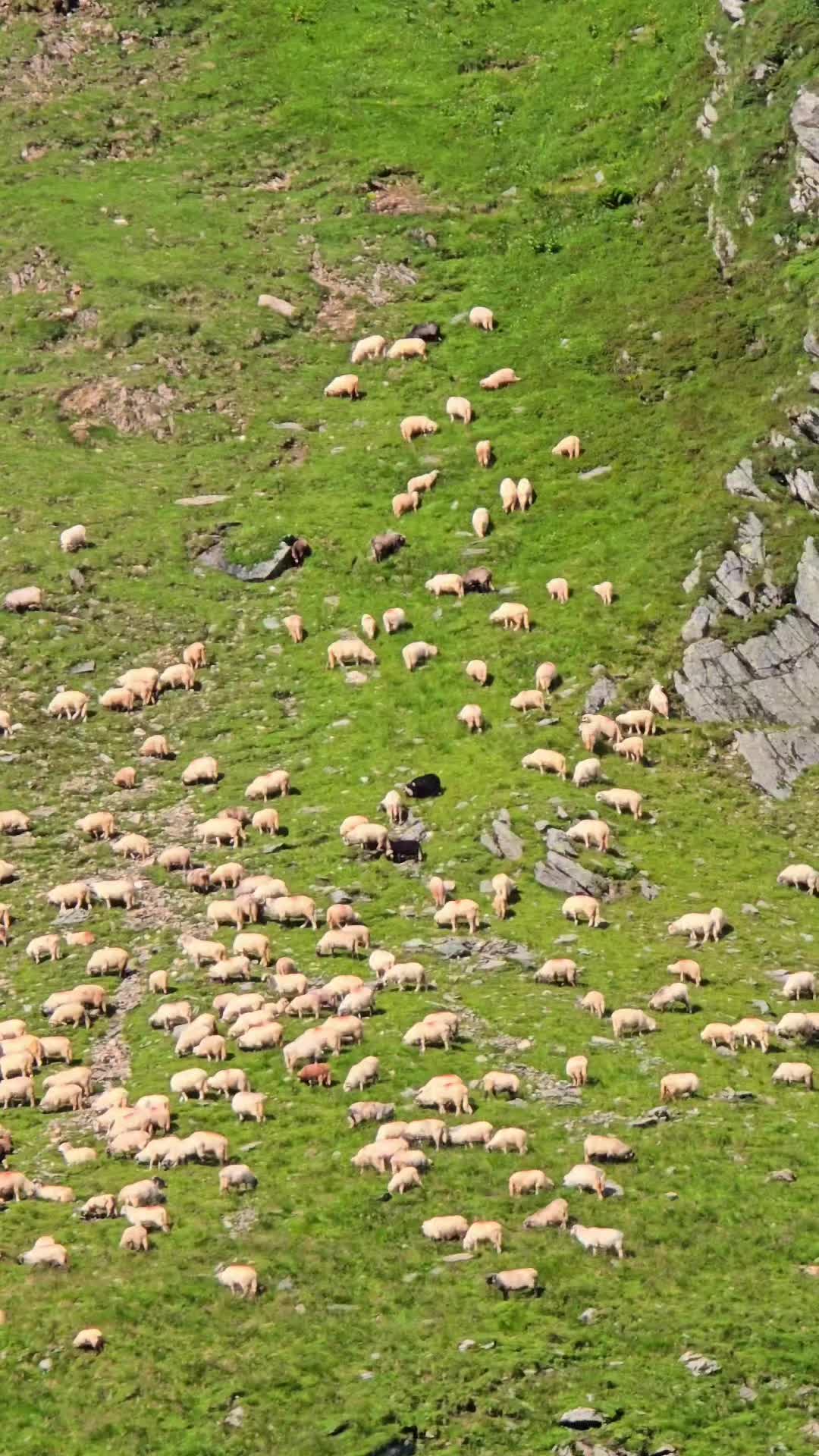 @Viața Satului Bihorean🌏