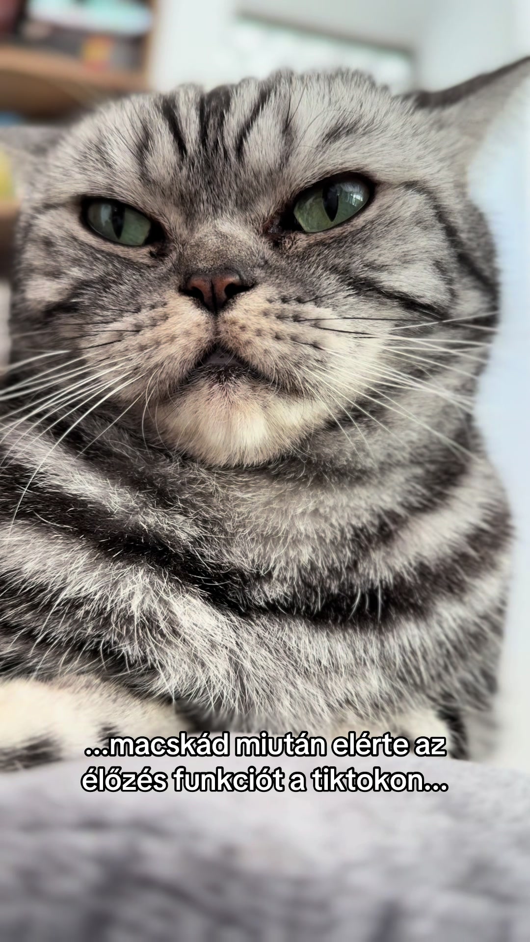 @🌻Kiss Heni & the CATS🐈⬛