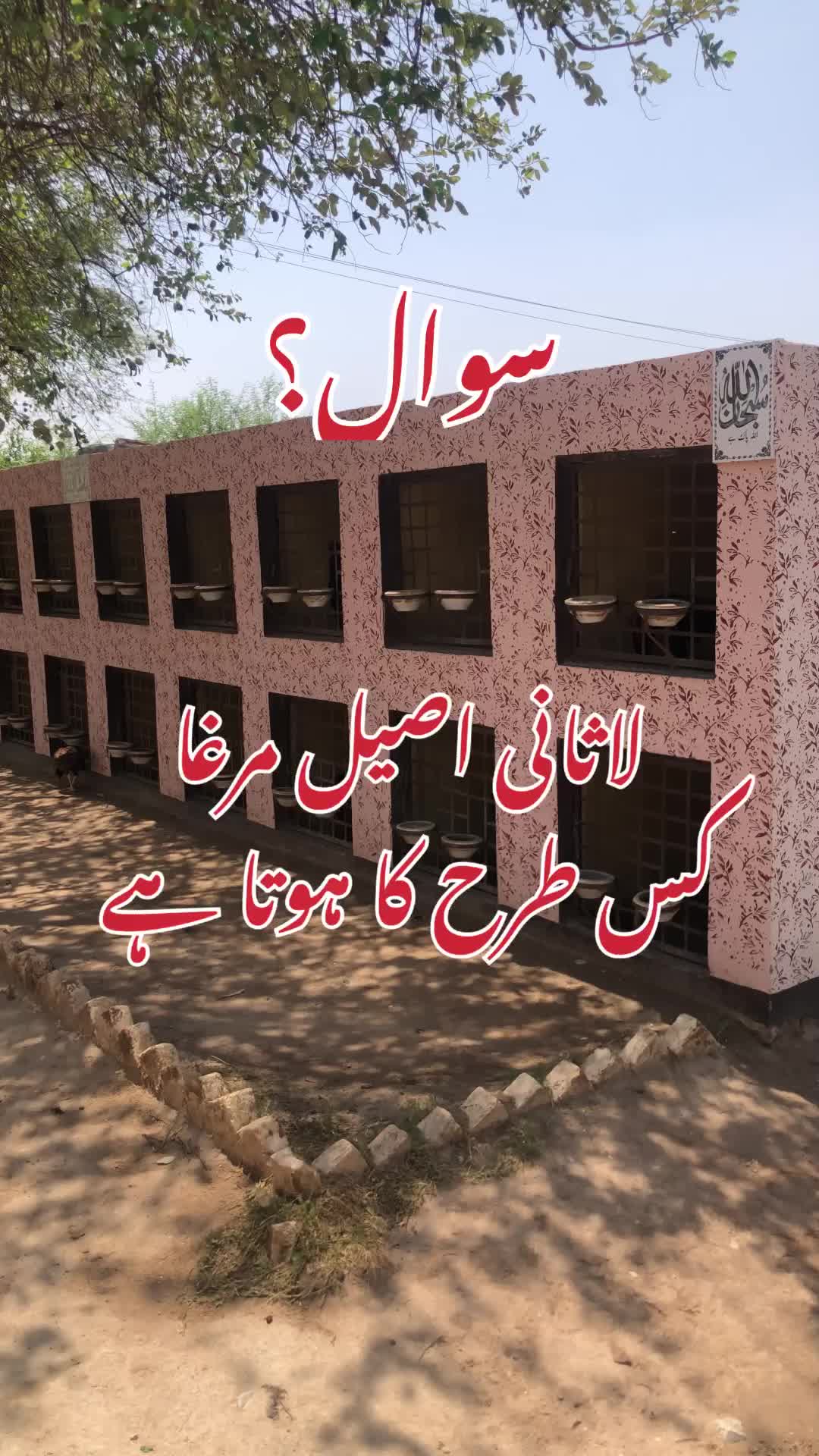 @Poultry Markaz