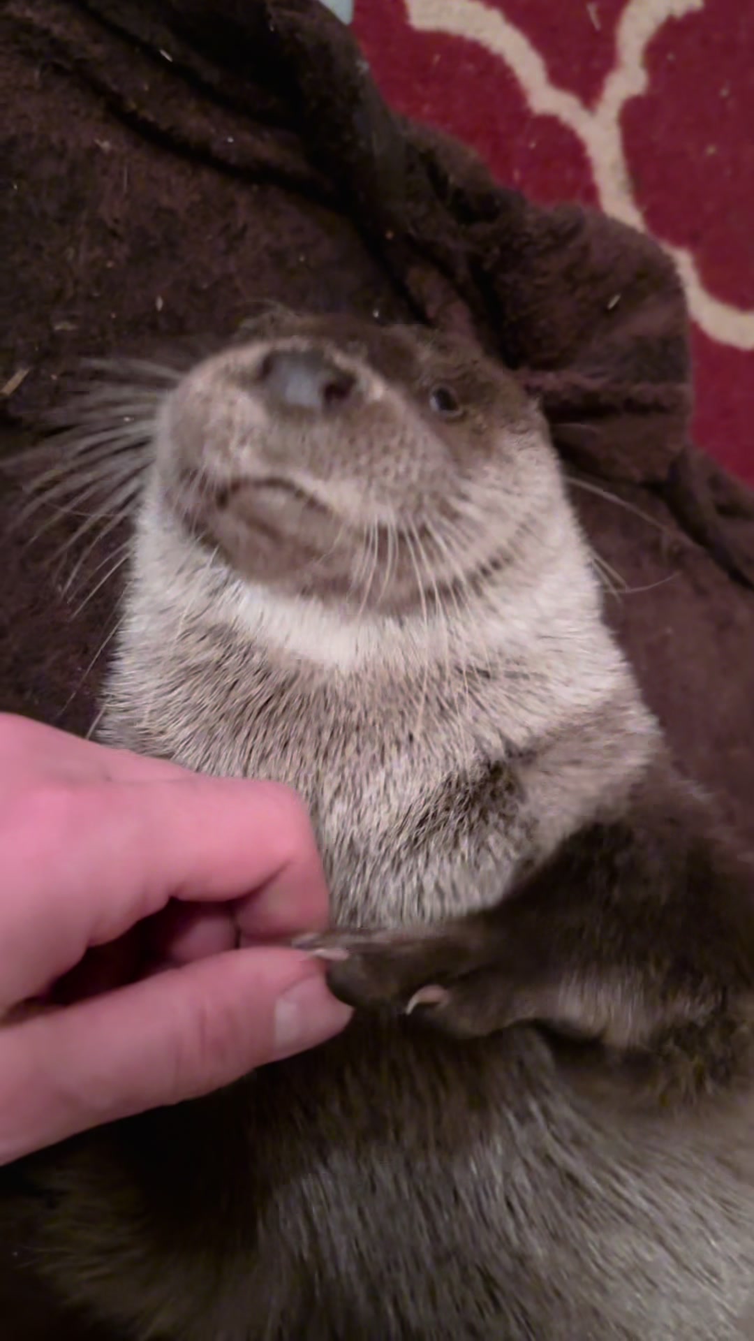@Leya Otter