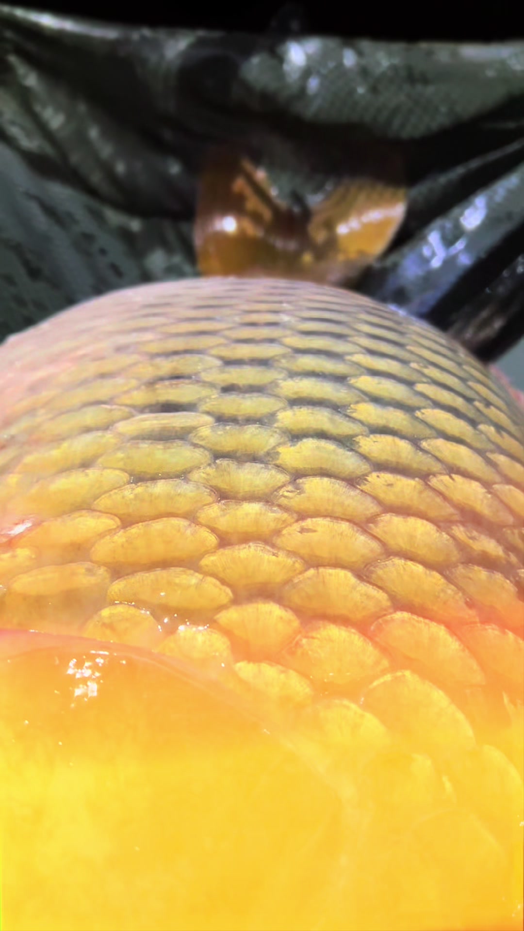 @BlizzCarp