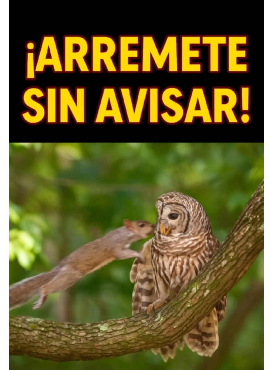 @CLUB DE ANIMALES