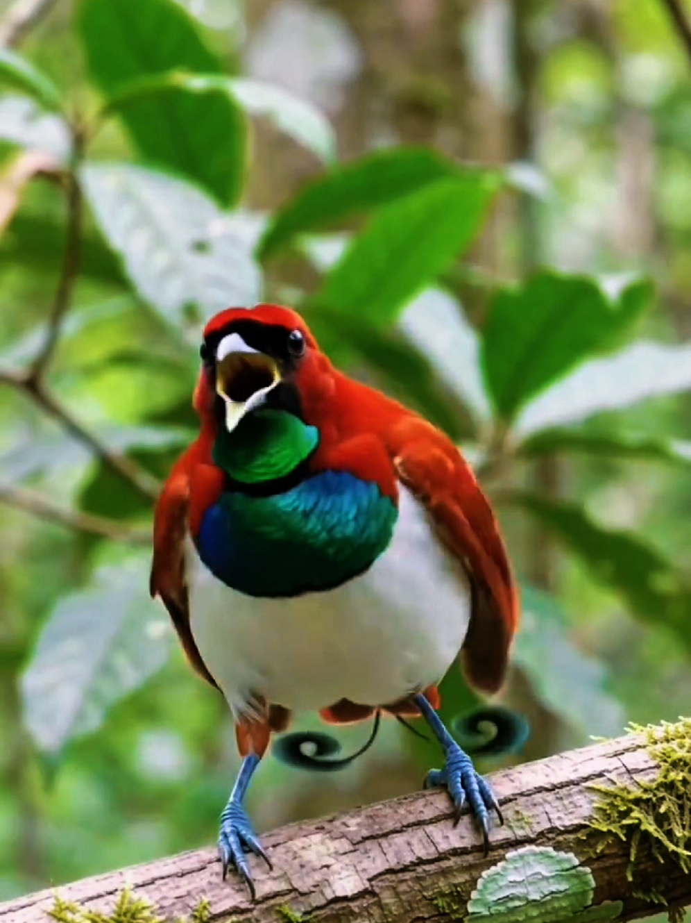 @Wild Kingdom