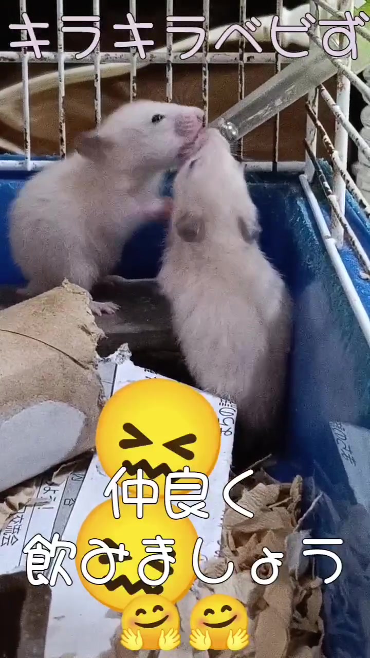 @big mama 🐹🐕