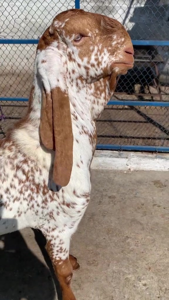 @Murwa Goat farm