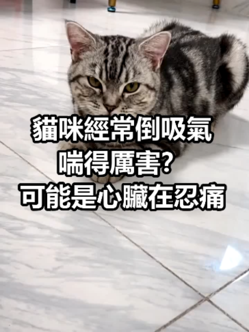 @catology