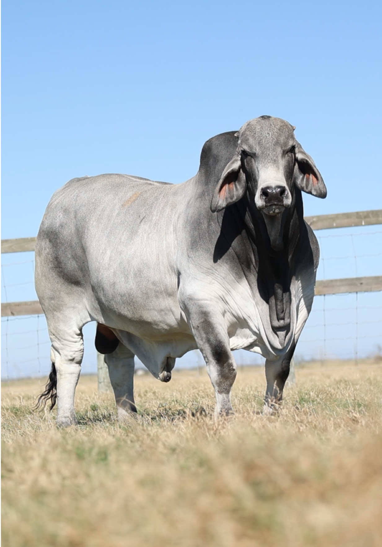 @England Cattle Co.