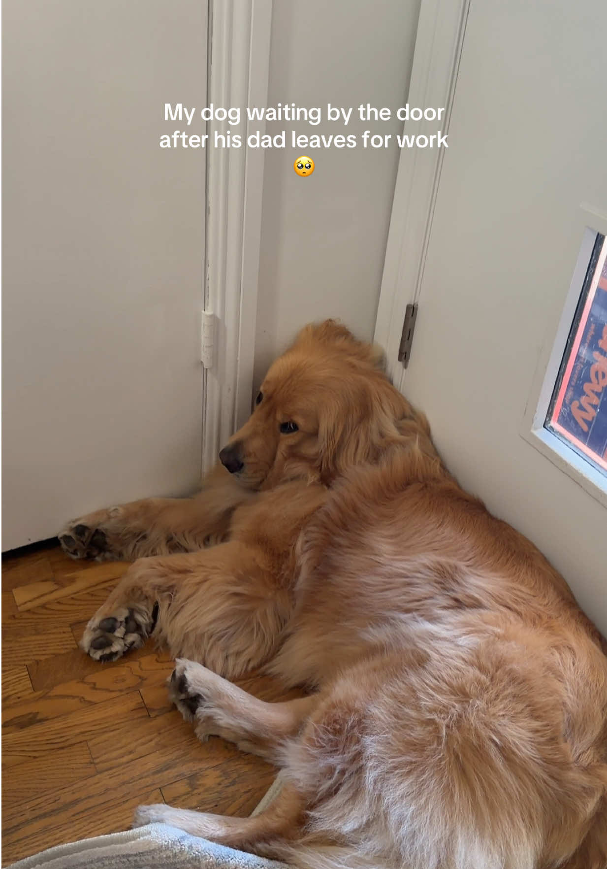 @Zebby The Golden Retriever