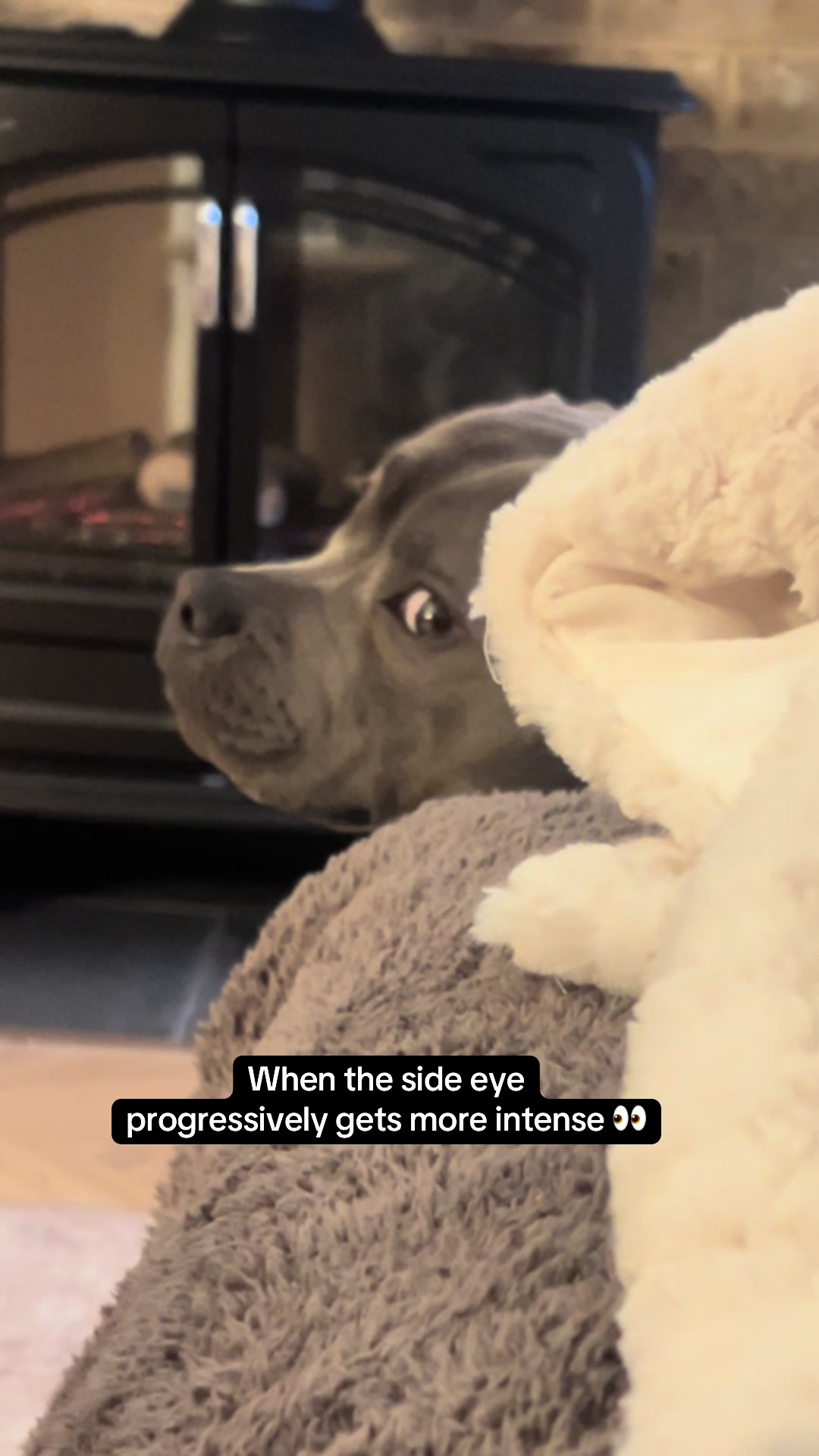 @Zeus the Blue Staffy⚡️