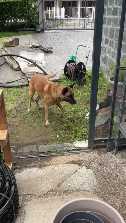@Morgè_Malinois