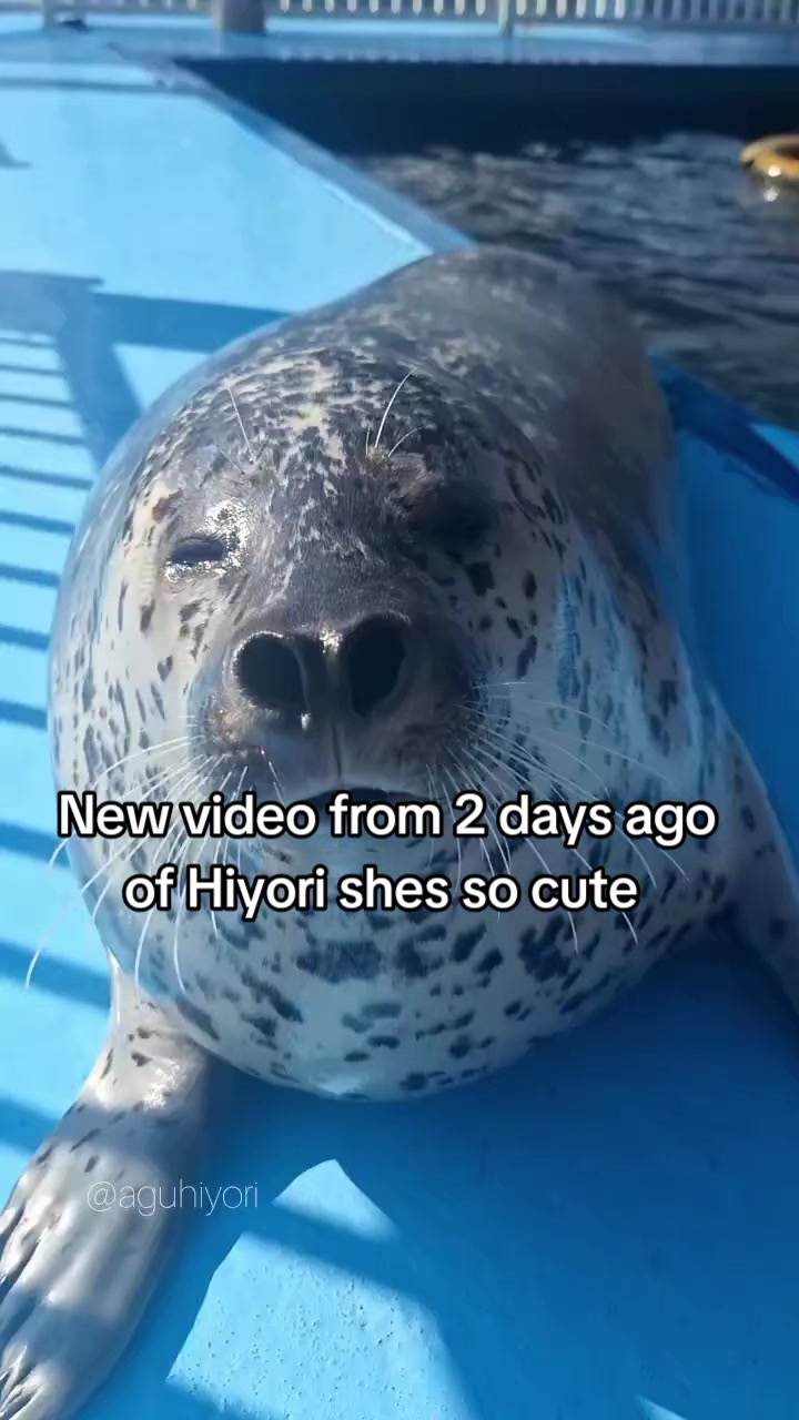 @Whysosealious?