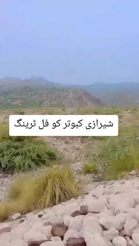 @کامی ملک💓💗