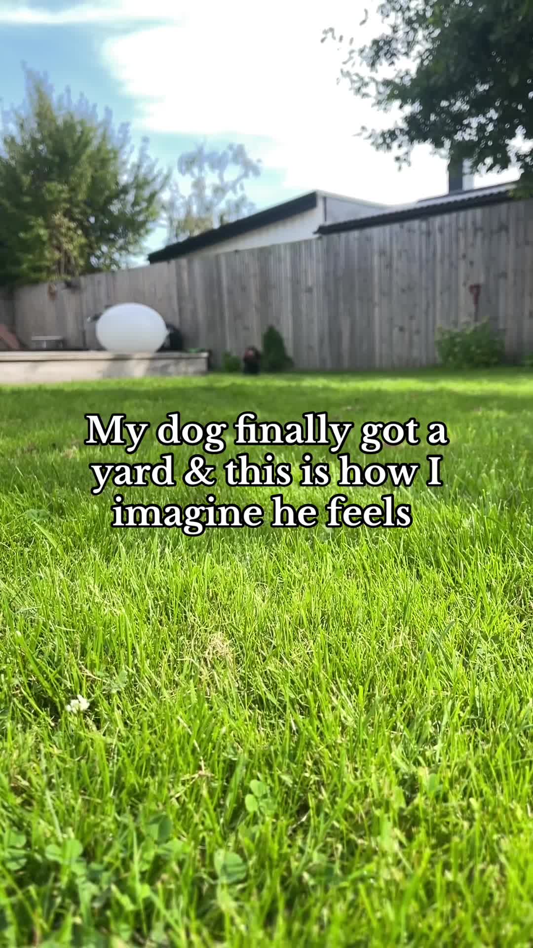 @Nils The Mini Dachshund     🌭