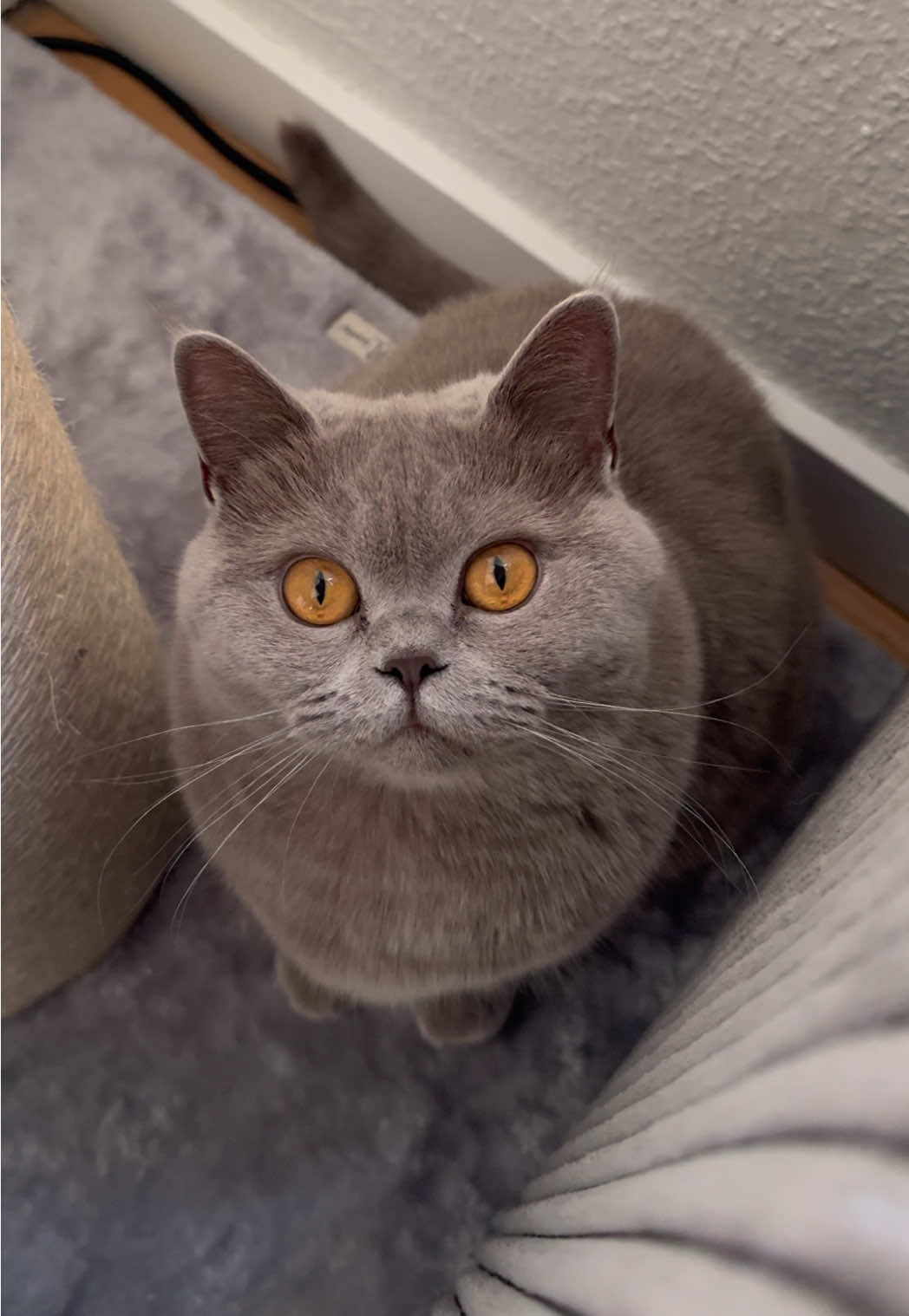@Purrpawspals ✨