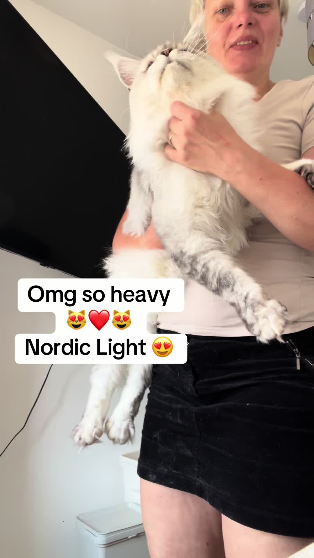 @Meercats MaineCoon