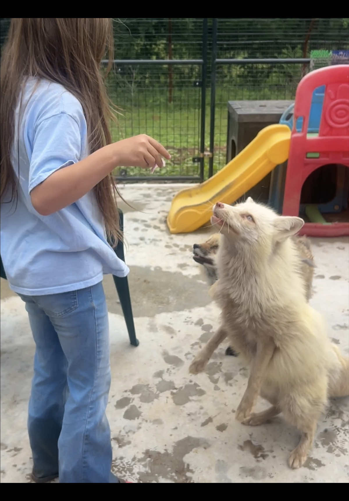 @Clevyr Creatures Fox Sanctuary