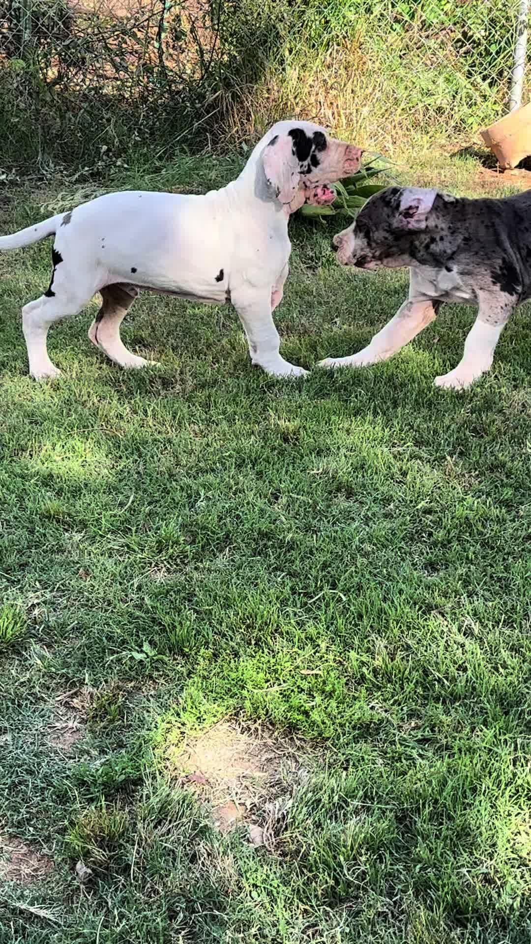 @Dеlмаdоg 🐾