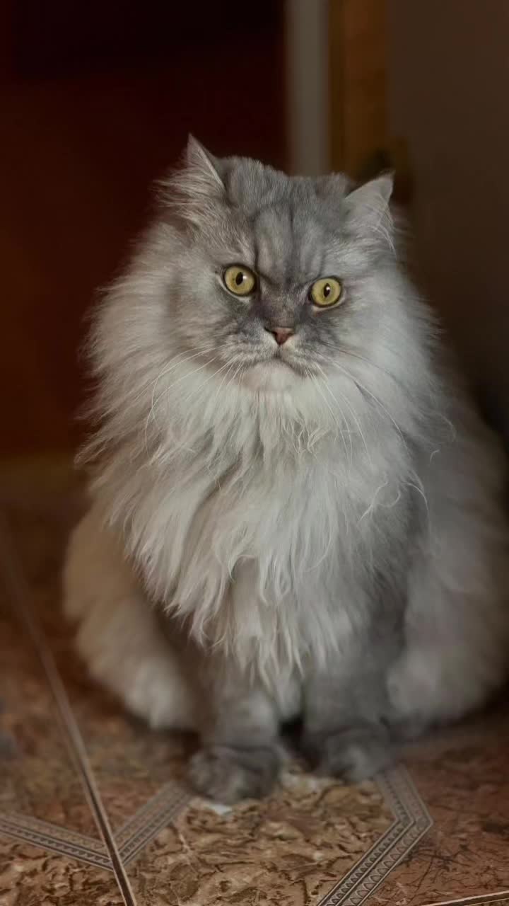 @CatBaron
