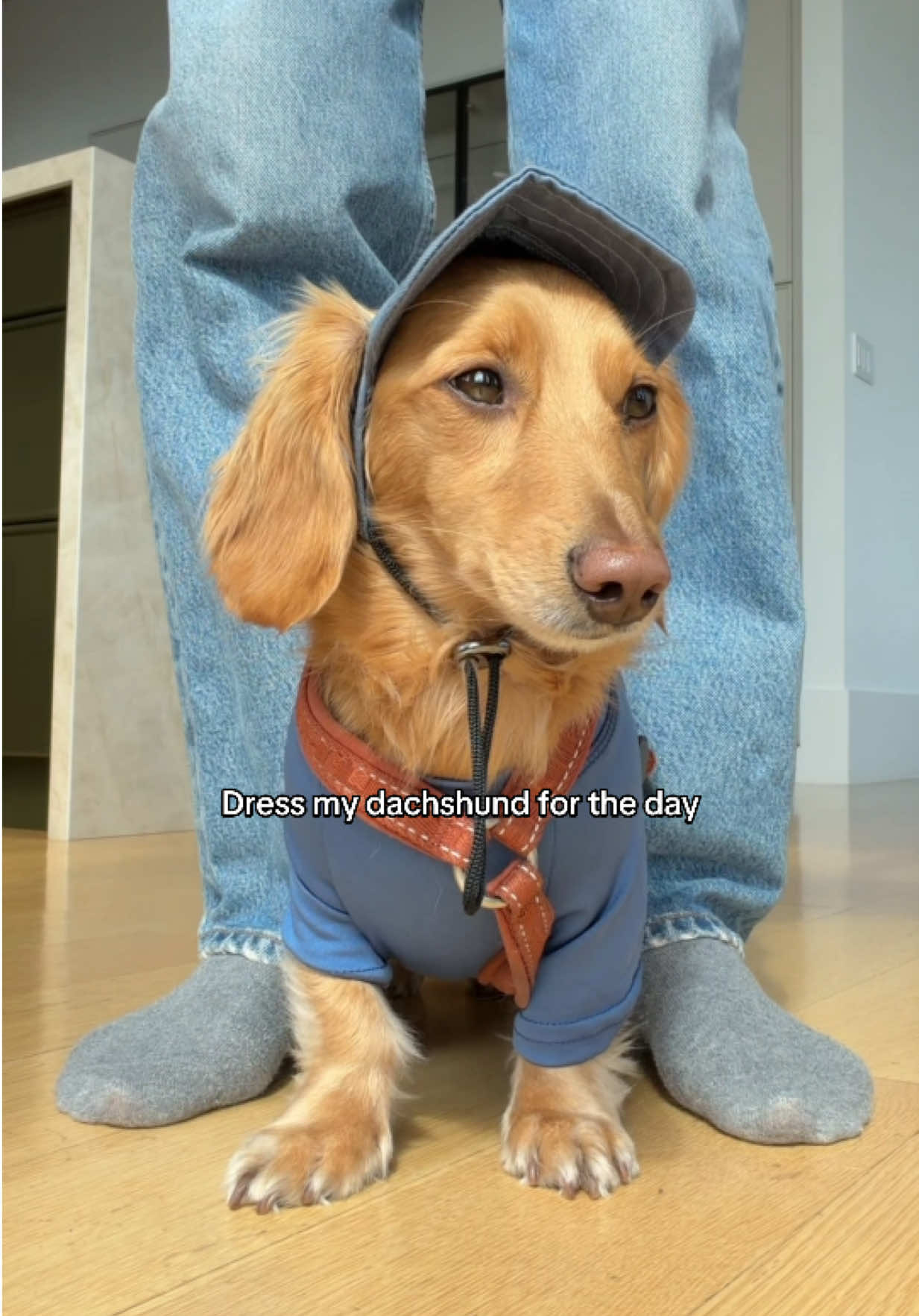 @cashewdachshund