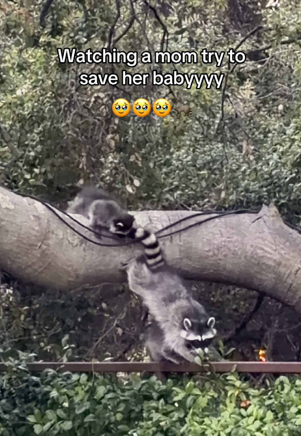 @Sabrina & Jazmín | WLW Couple