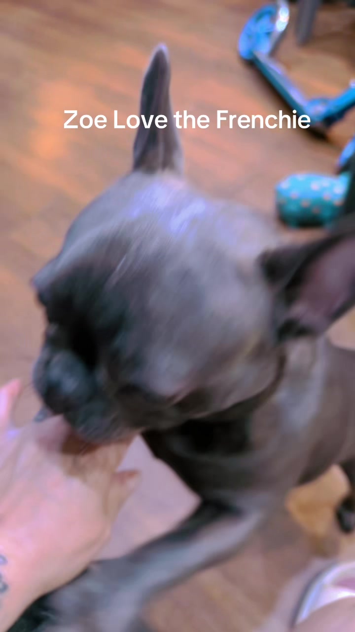 @Zoe Love The Frenchie