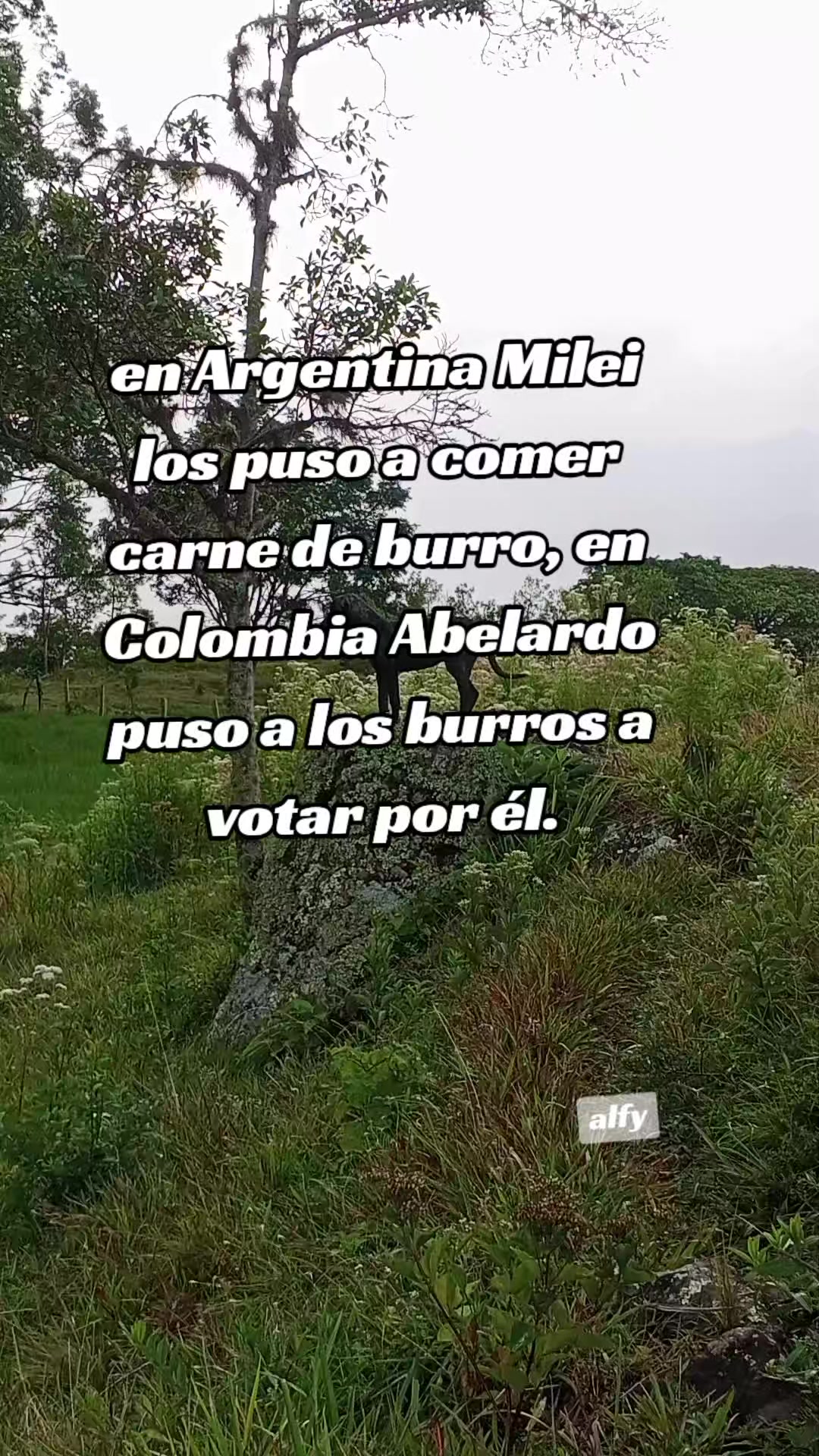 @ALFYULE