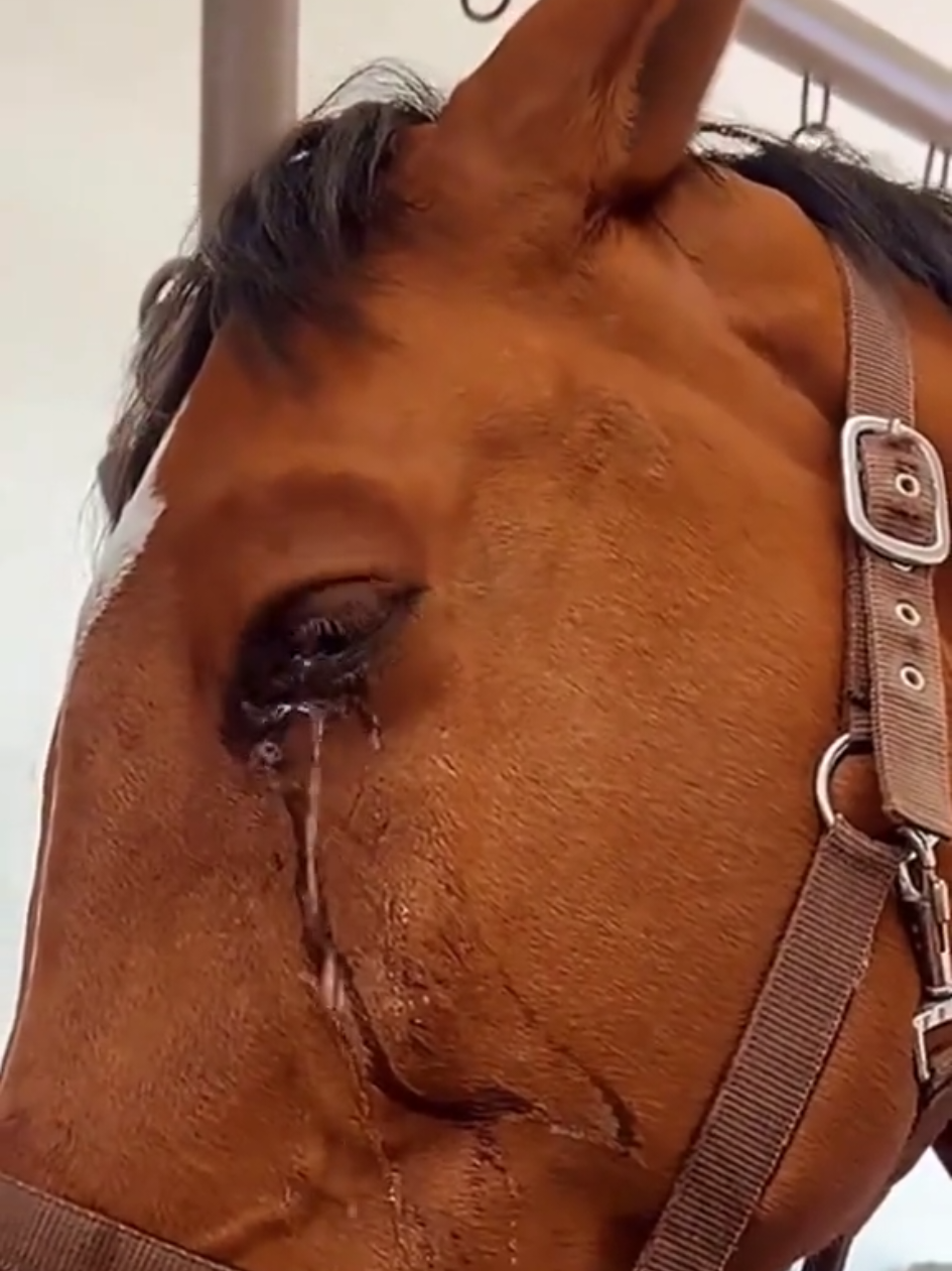@American Farrier ๐บ๐ธ๐บ๐ฒ