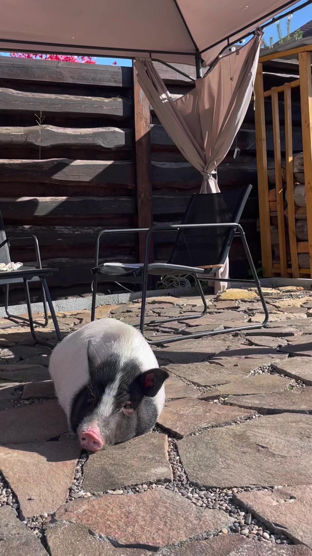 @Olivka pig
