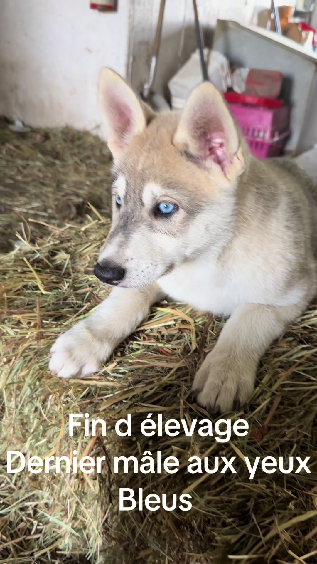 @WOLFDOG