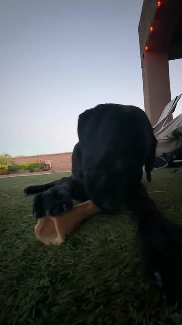 @TheadventuresofBronx&Boone