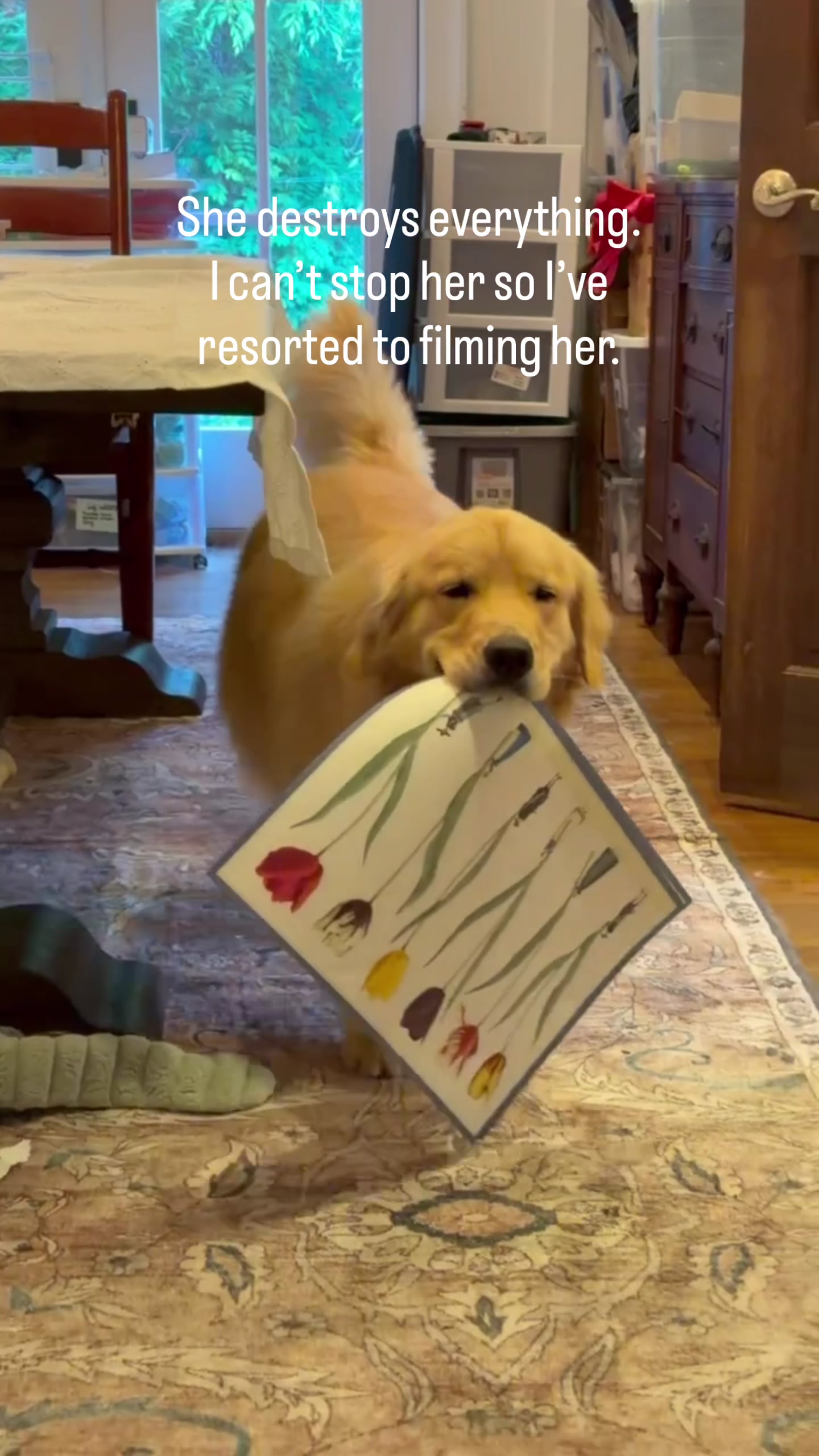 @DogMomisms