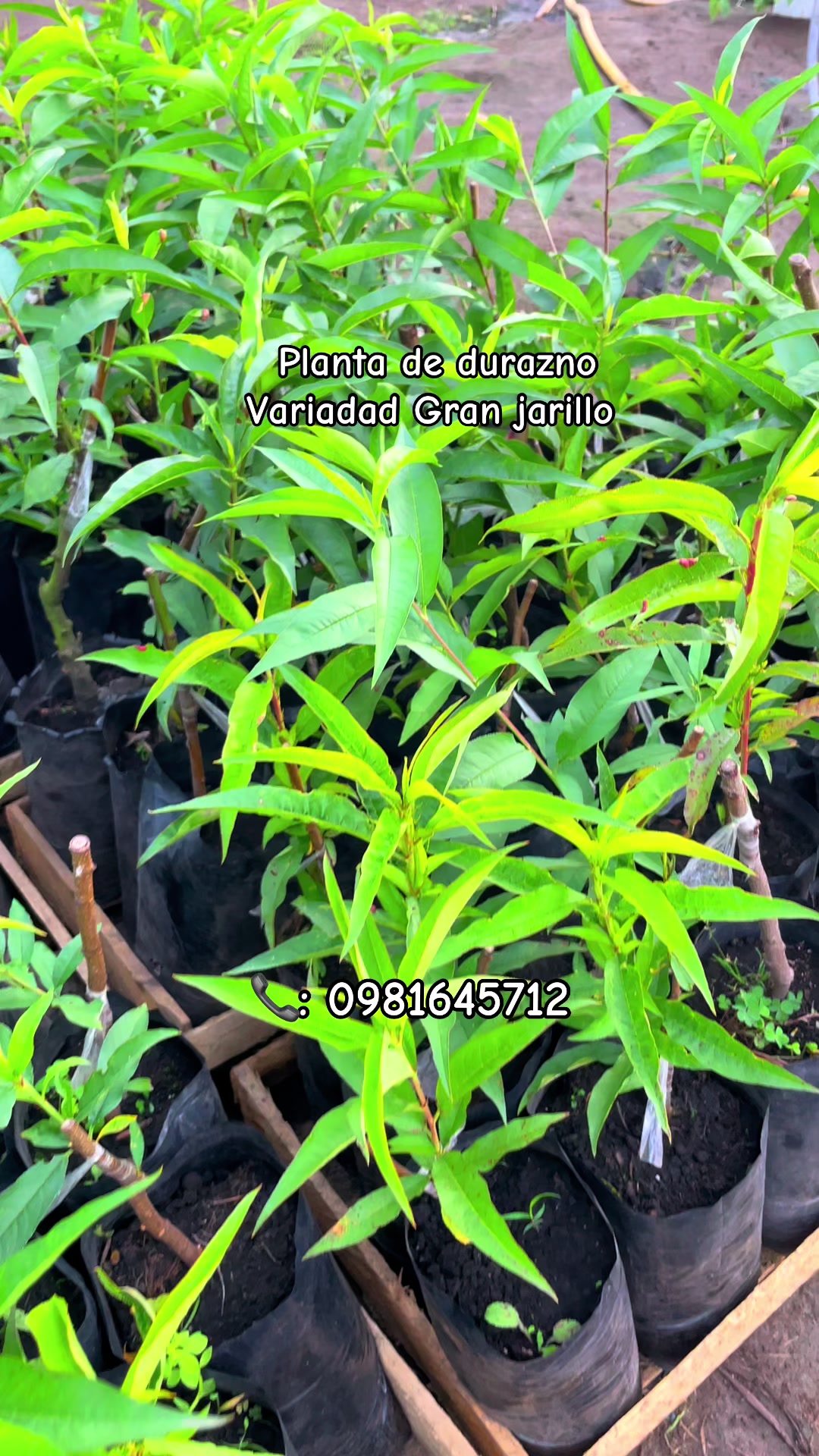 @Germi Plantas 🌱
