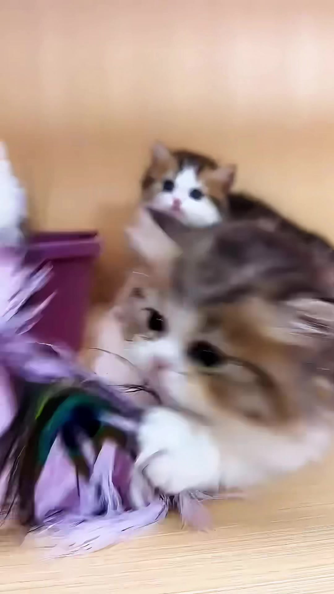 @mullidnuabe