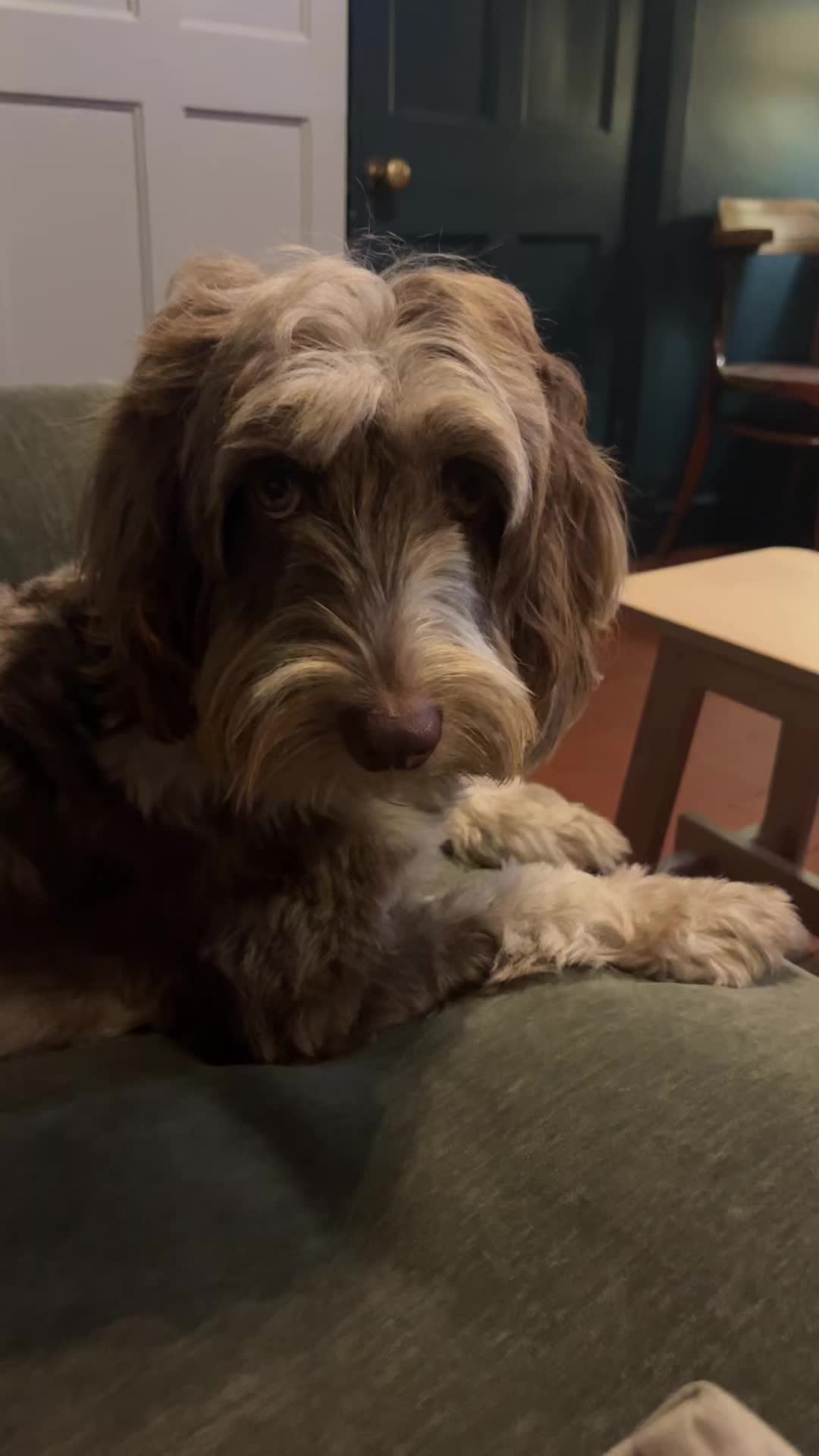 @pennythesprockerpoo
