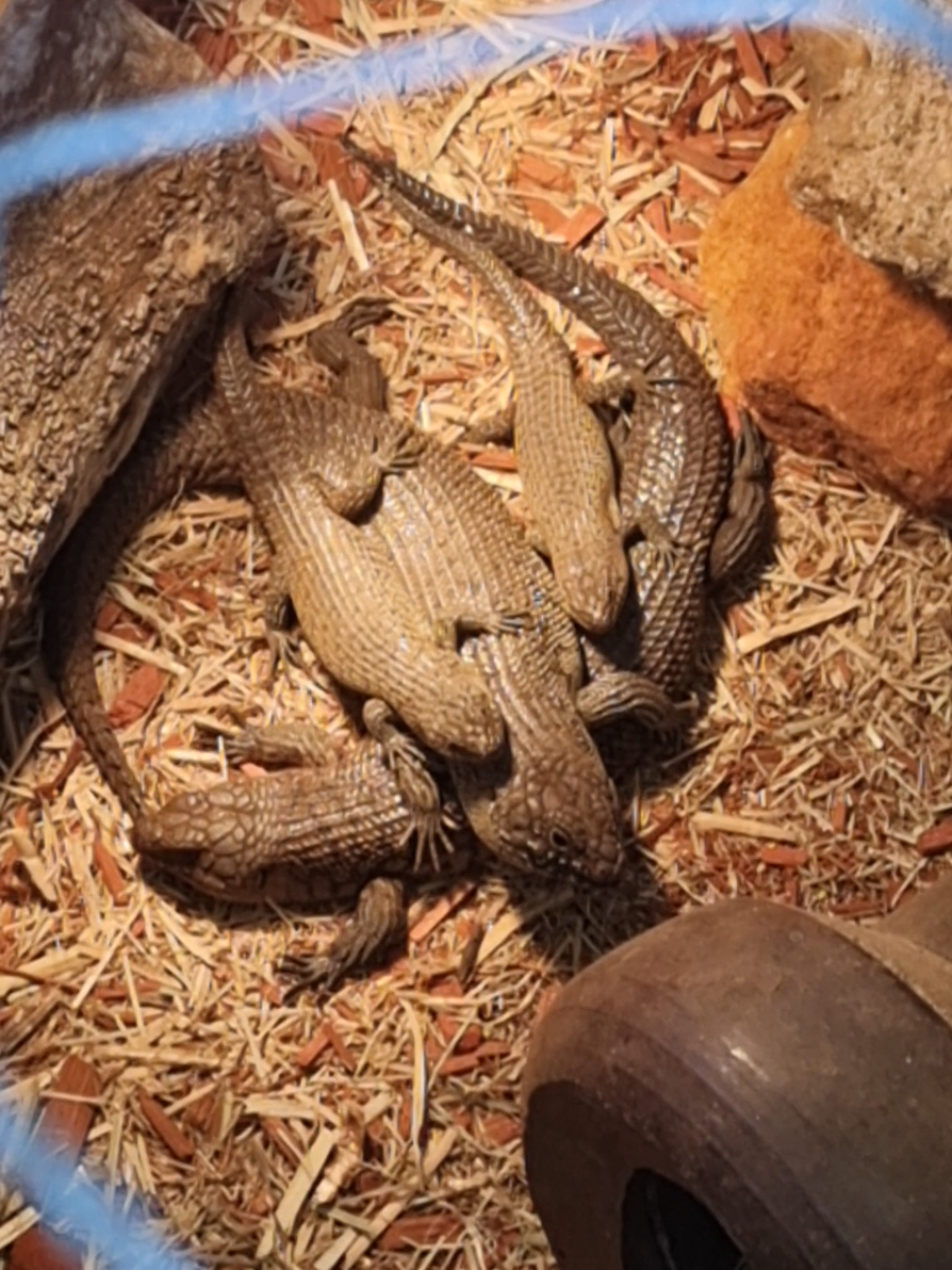 @SM Wildlife