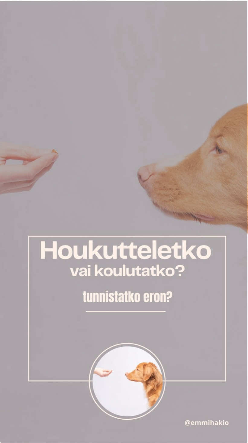 @Emmi Hakio