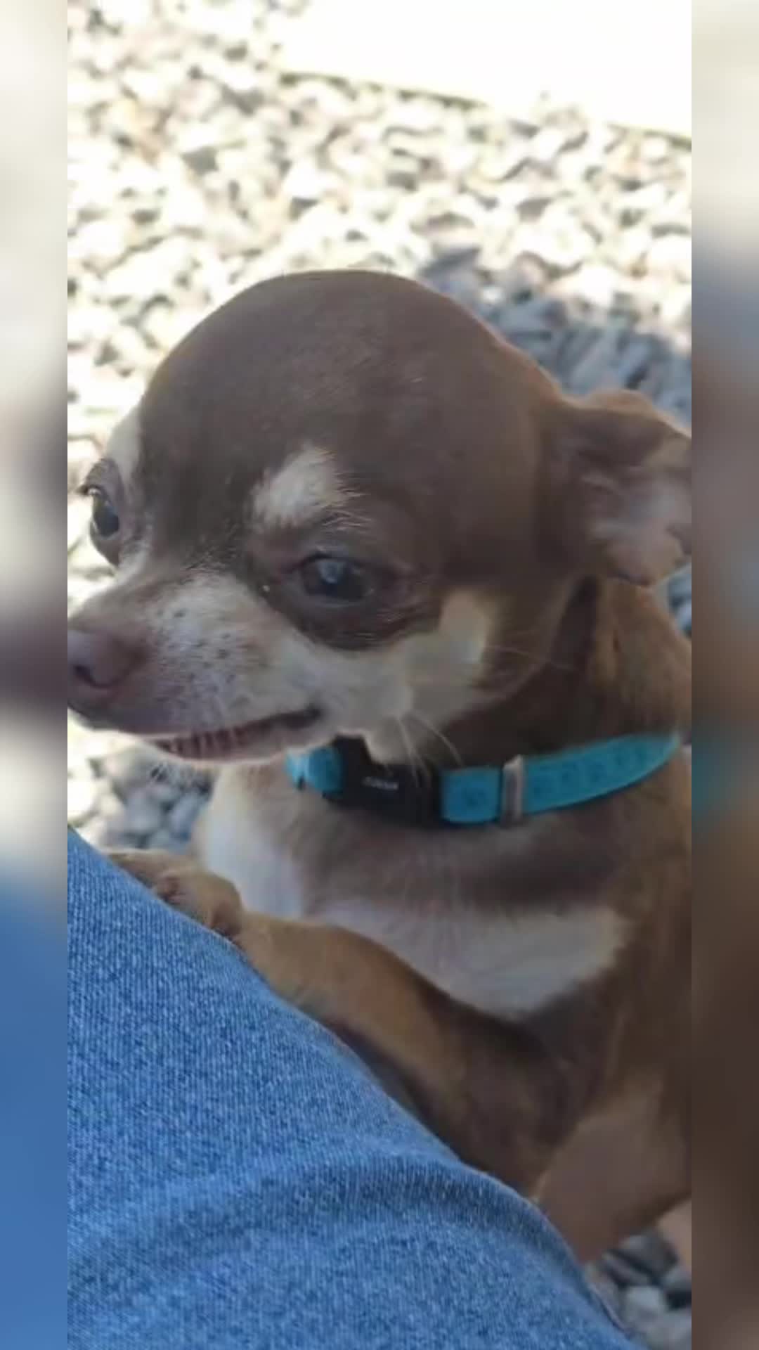 @Suffolk Chihuahuas