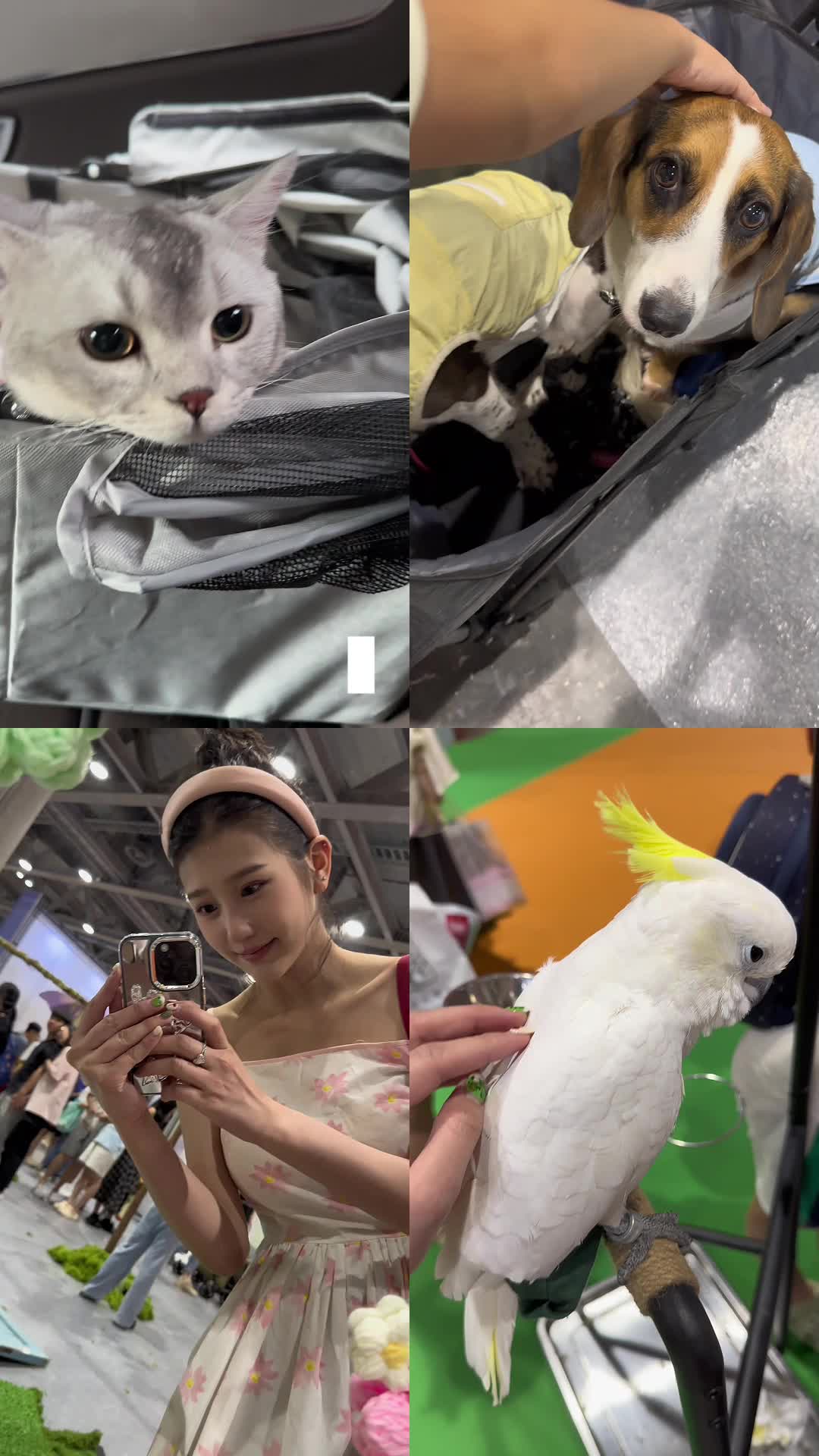 @JoyceChu 四葉草朱主愛