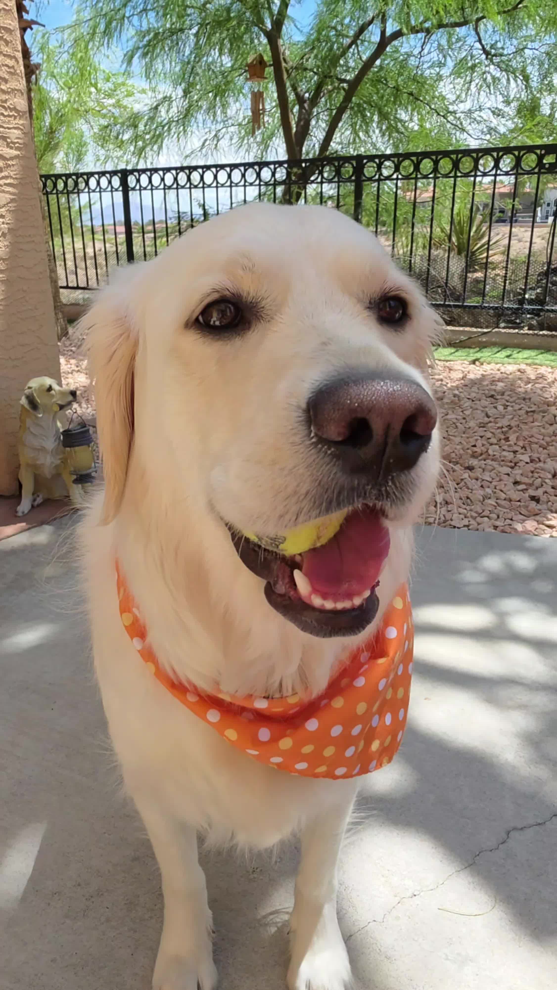 @DoggieMamaFurever&hearts;️🐶