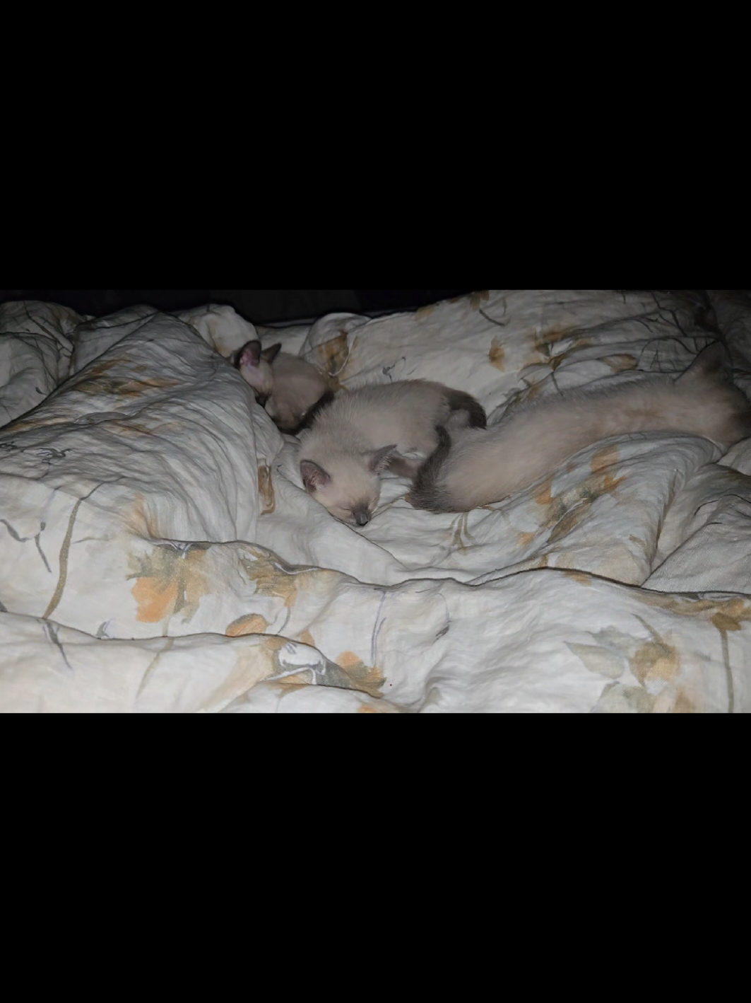 @Brittany's Beauties Kittens