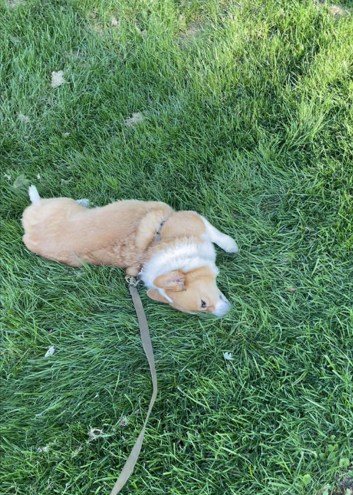 @Charlie the Corgi