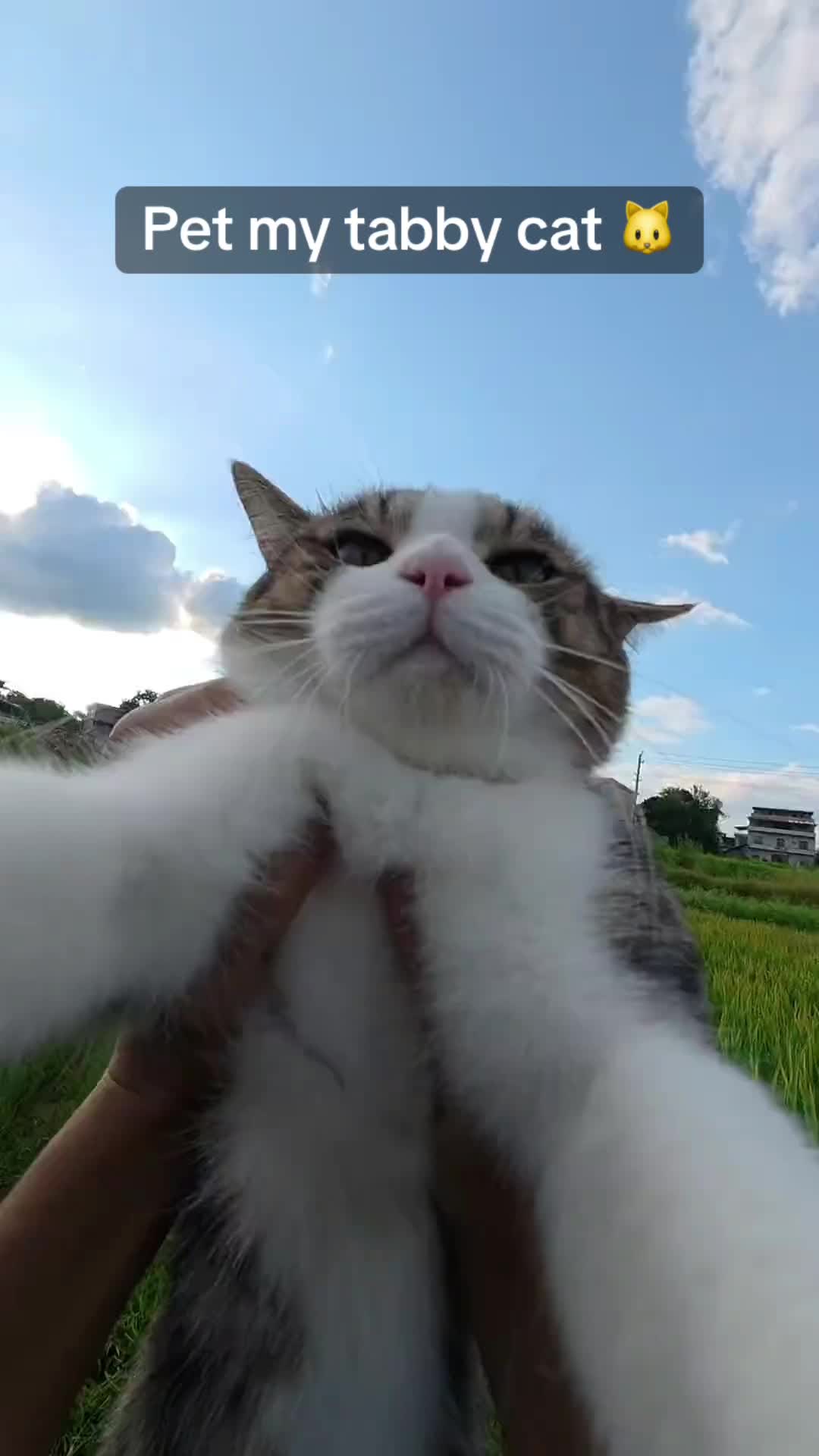 @Stray Cat Talkz