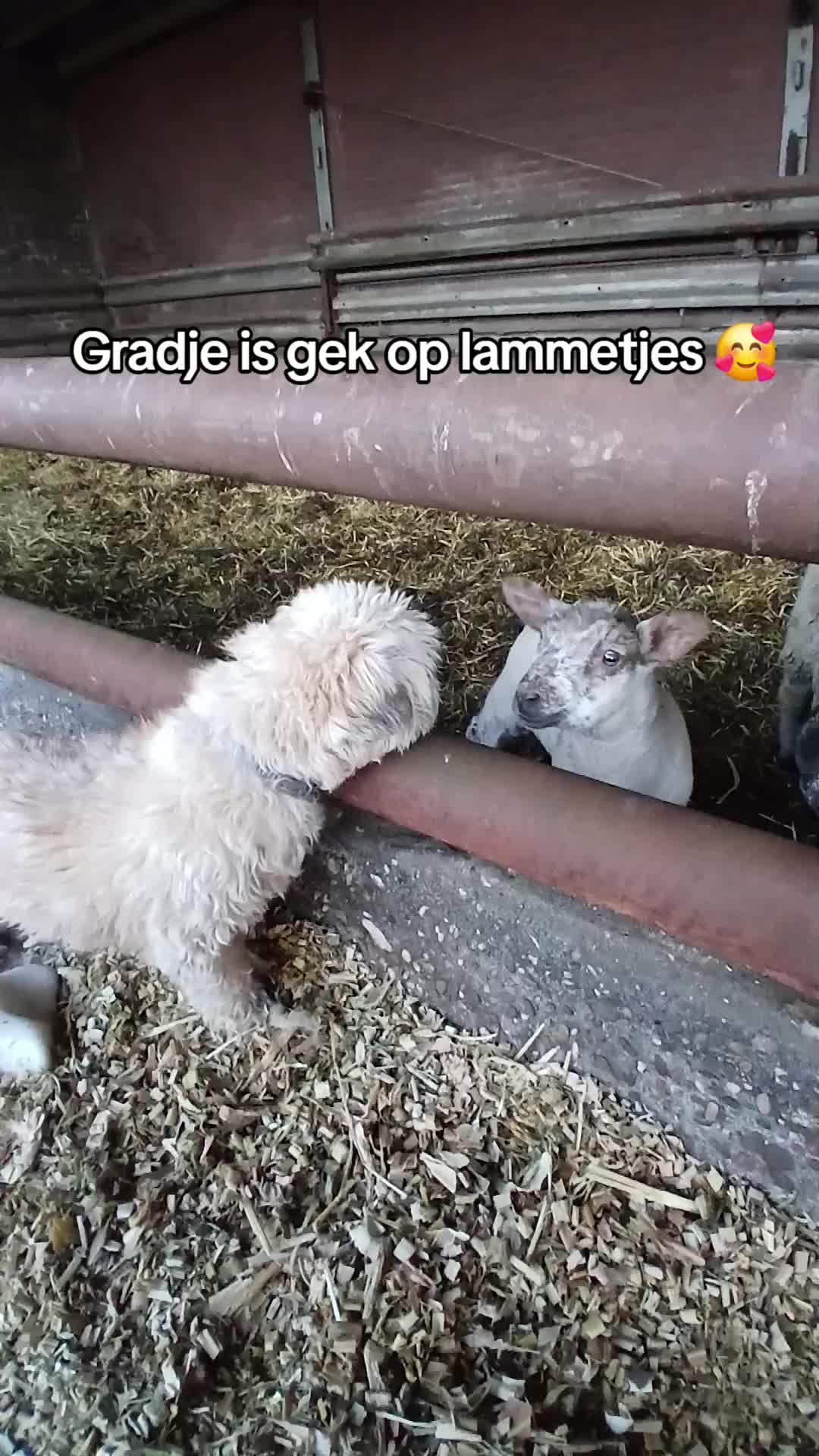 @Sjo's farmvideos