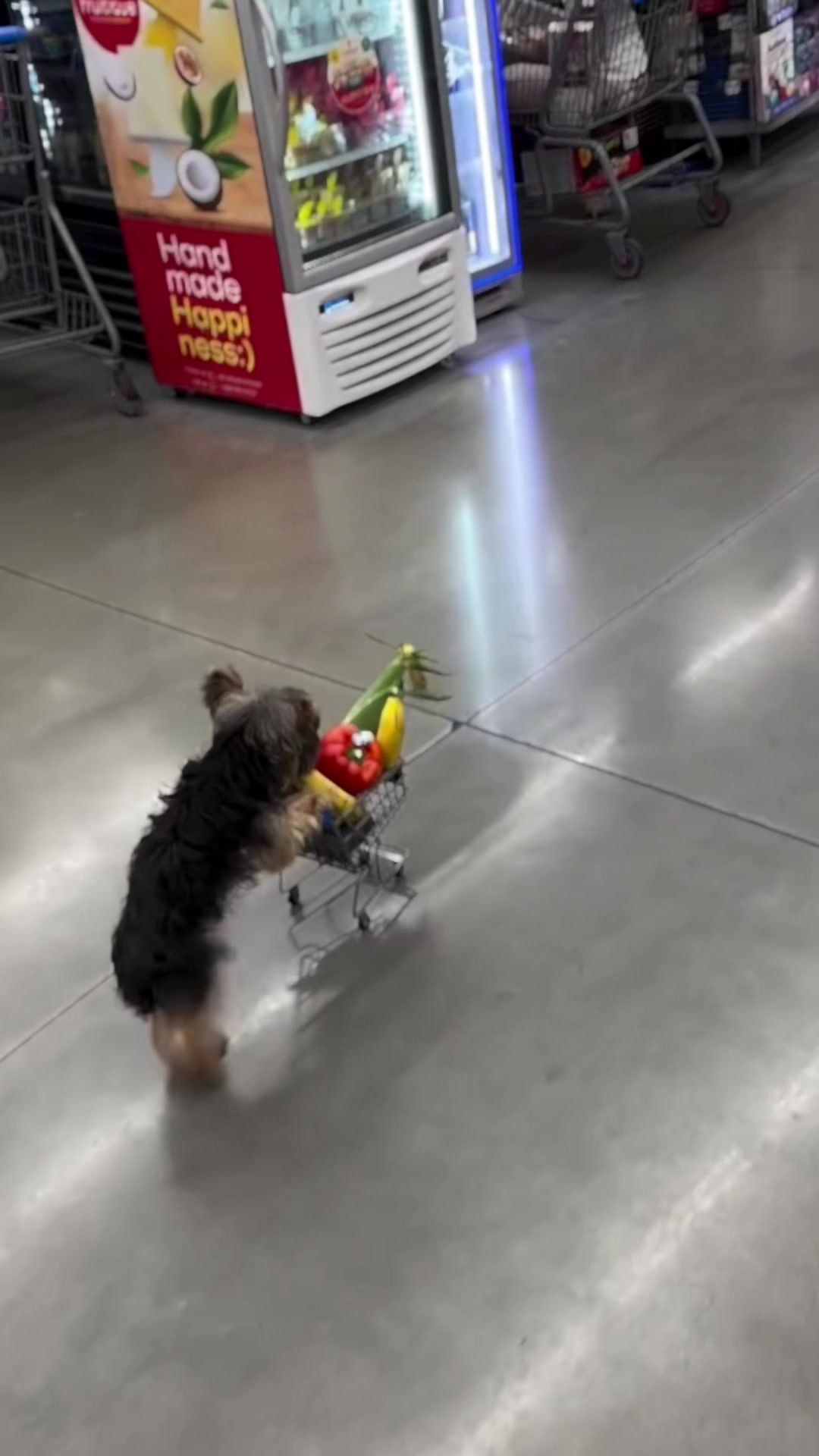 @dogsagaz